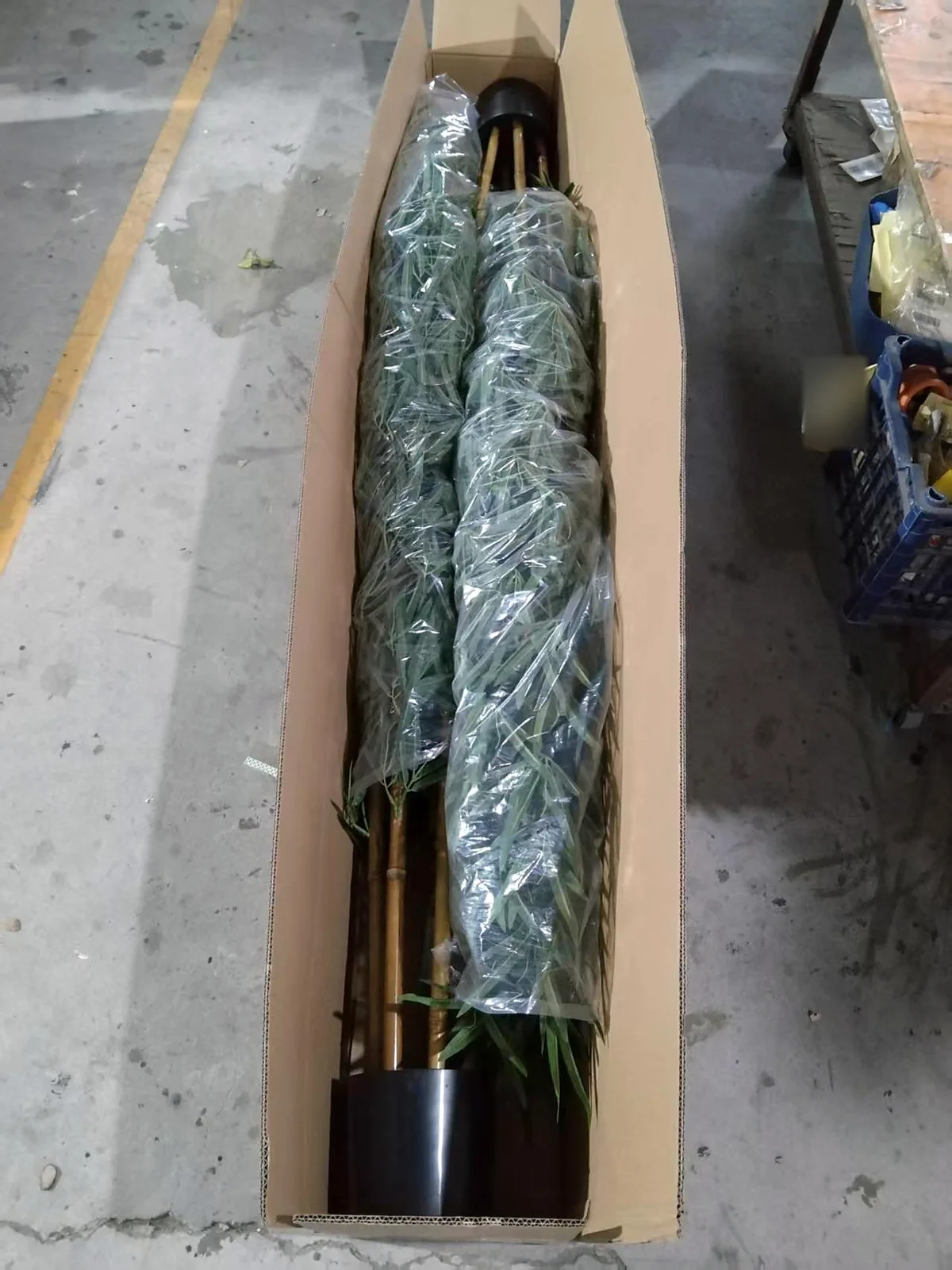 Regular packaging example at the YingPlants factory