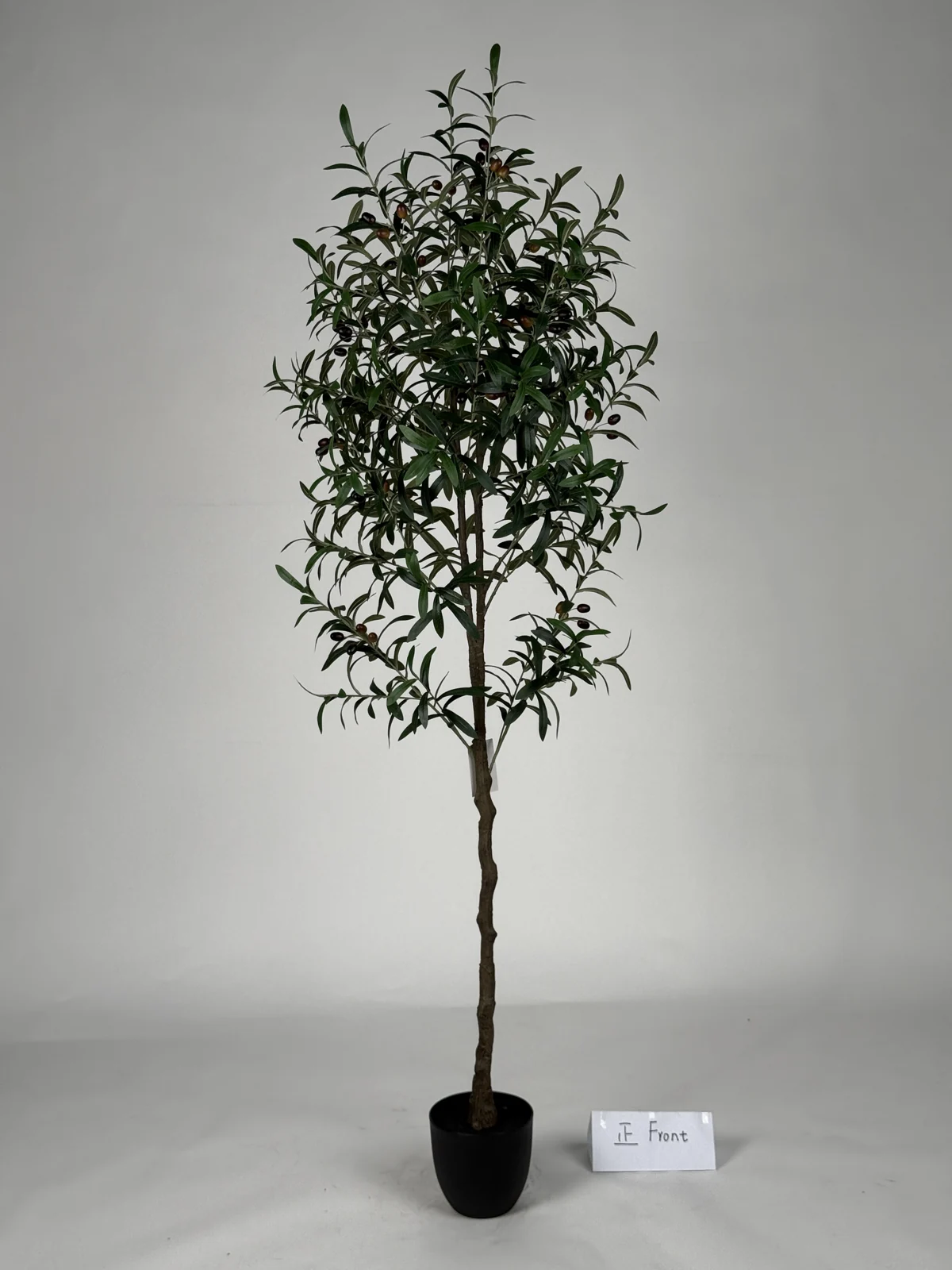 Existing sample photograph of YP-004S6-1044108, 186 cm olive tree